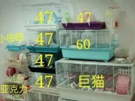 仓鼠的饮水需求与喜好（探索仓鼠日常所需水量及水源选择）