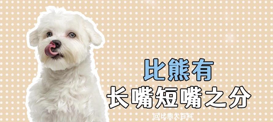 比熊长毛周期及护理指南（了解比熊长毛周期，打造健康绒毛宠物生活）