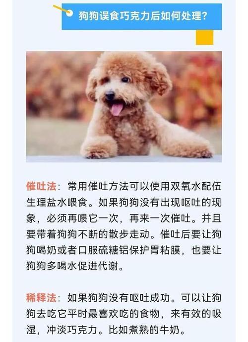 狗吃了巧克力会有什么后果？（巧克力中的成分对狗的健康影响有多大？）