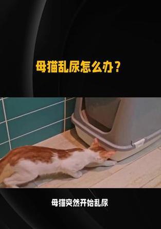小猫的尿频问题（探讨小猫每月拉尿的时间间隔及原因）