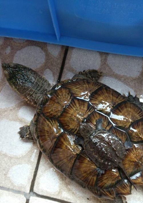 鳄龟的种类区分与安全注意事项（警惕凶猛的鳄龟，保障自身安全）