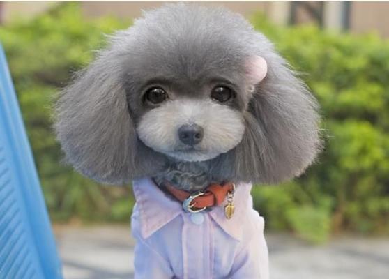 探秘泰迪犬的多彩世界（颜色是犬种特色的窗口，让我们走进泰迪的色彩王国）