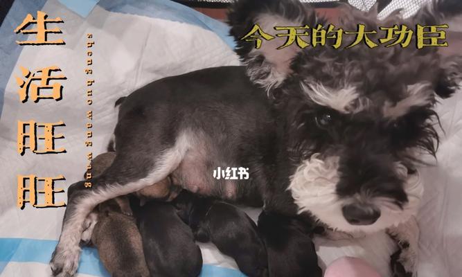 狗羊水破后的生产时间——揭开神秘的产程（探索狗羊水破后产程长短的关键因素及其影响）