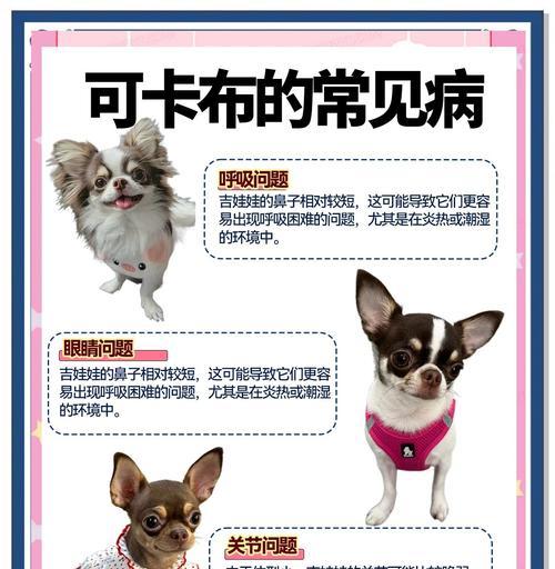 吉娃娃狗的寿命有多长？（探究吉娃娃狗的平均寿命及影响因素）