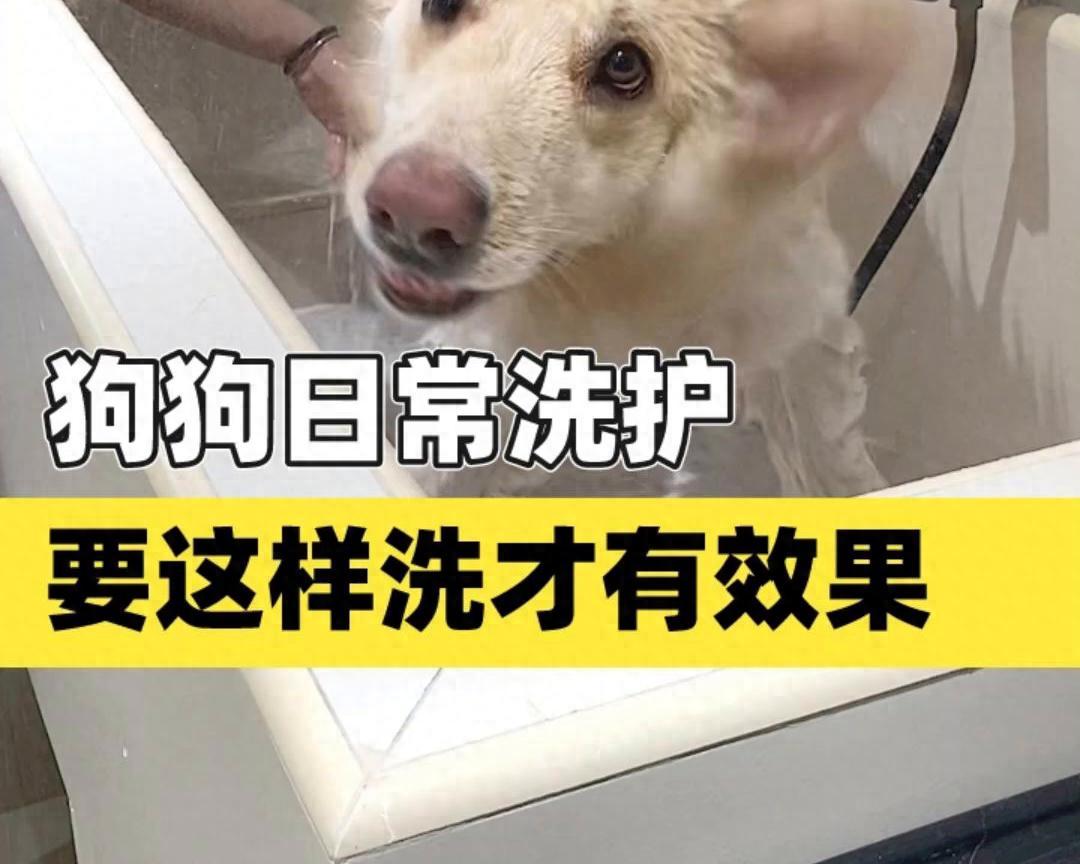 狗狗的日常洗护，需要这样洗才有效！
