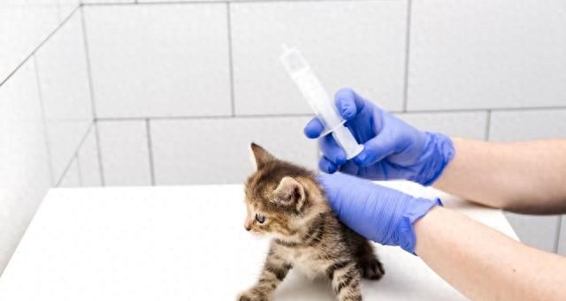 新版猫狗疫苗注射指南来喽，你家猫狗疫苗打对了吗？
