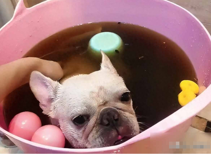 碘伏是养狗神器？碘伏对狗狗来说是个万金油