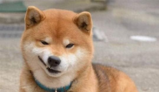 柴犬老爱放屁？铲屎官可以看看以下几个原因