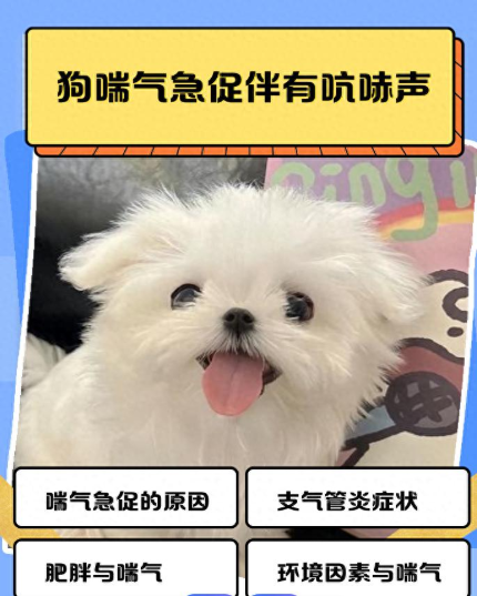 狗狗急喘气别大意！狗狗急喘气的几种原因和应对办法