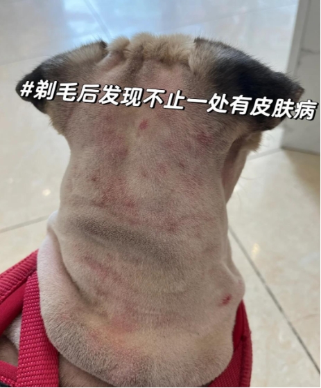 养狗最怕啥？皮肤病绝对排前三！教你如何辨认解决