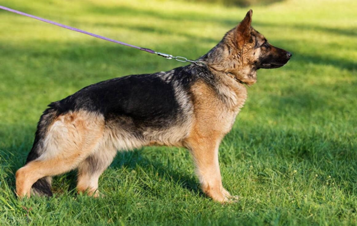 德国牧羊犬怎么配种？德国牧羊犬配种的一些重要知识