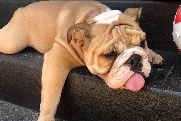 狗狗中暑危险且致命！不同品种的夏日遛狗指南！