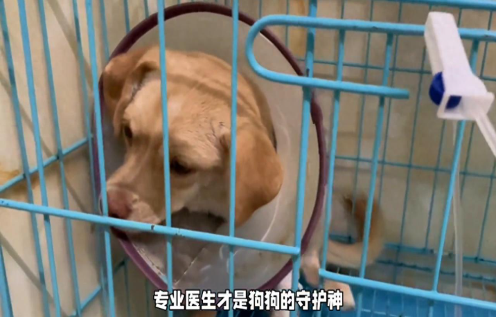 狗狗中毒怎么办？狗狗中毒先别急着喂盐水，三步教你挽回狗命！