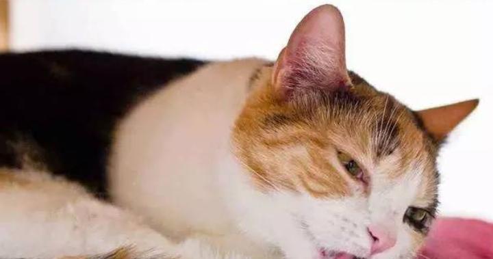 猫咪的肠道被猫毛堵塞怎么办？帮助猫咪摆脱毛球症的困扰