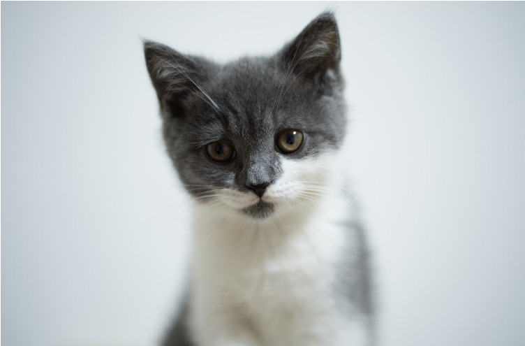 猫咪肉垫干燥开裂怎么办？了解猫咪肉垫干燥开裂的几种原因