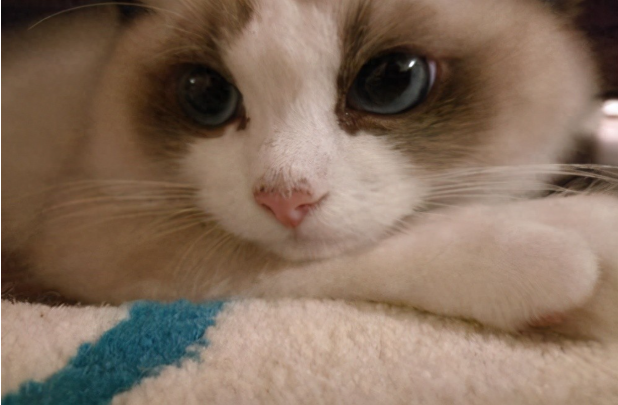 猫咪肉垫受伤了怎么包扎？猫咪肉垫受伤的处理措施