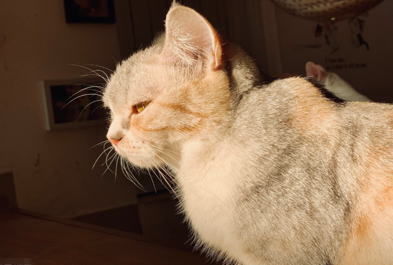 猫咪拉肚子怎么办？总结猫咪总会出现的各种问题