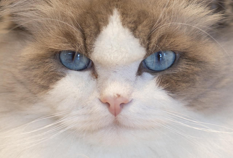 猫咪的鼻子是“健康晴雨表”？帮你彻底搞懂“猫咪鼻子那些事儿”！