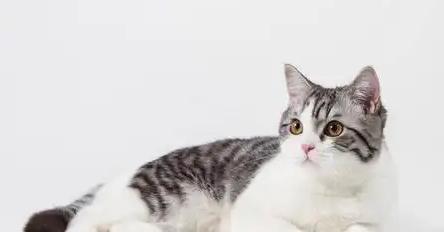 猫咪掉毛的“高发季”大揭秘！猫咪掉毛日常护理小技巧