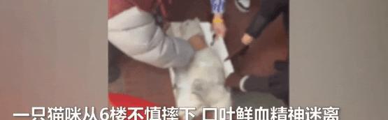 生死一线！猫咪从6楼摔下奄奄一息，小姐姐教科书级急救抢回一命