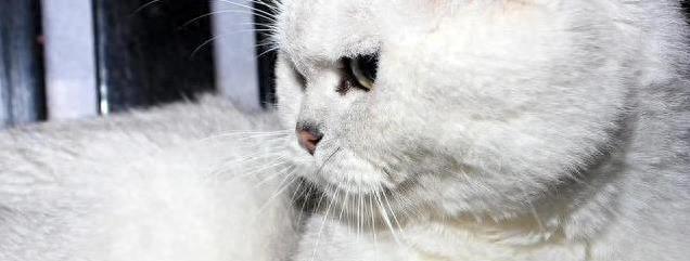 白猫咋就变成了“黄猫”？帮你把猫毛弄得又白又亮