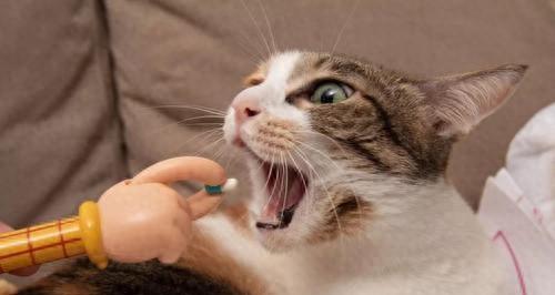 猫肚子“长虫”的5个求救信号，早发现早驱虫！
