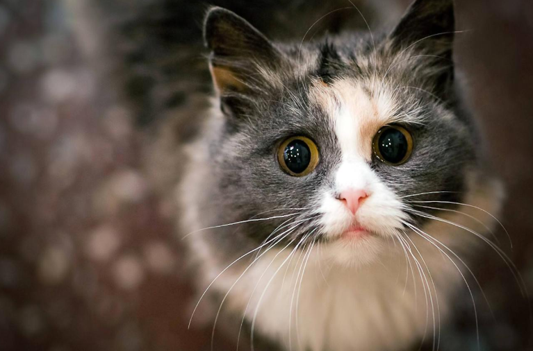 猫咪外伤如何处理？怎样判断外伤是否要去医院？