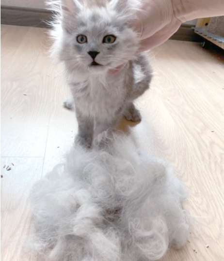 猫咪掉毛满天飞，家里地板像长了毛毯？皮肤问题是猫咪掉毛的大麻烦