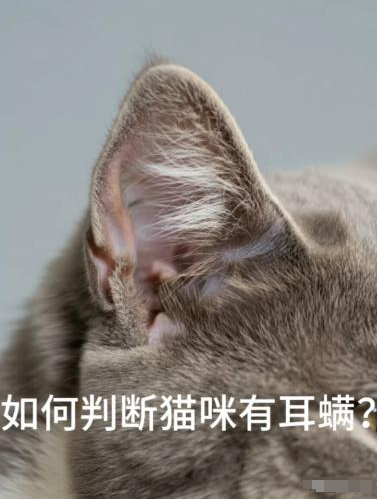 猫咪得了耳螨怎么办？一文帮助您应对猫咪耳螨问题
