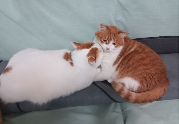 猫和猫之间能互相听懂语言吗？当然可以。