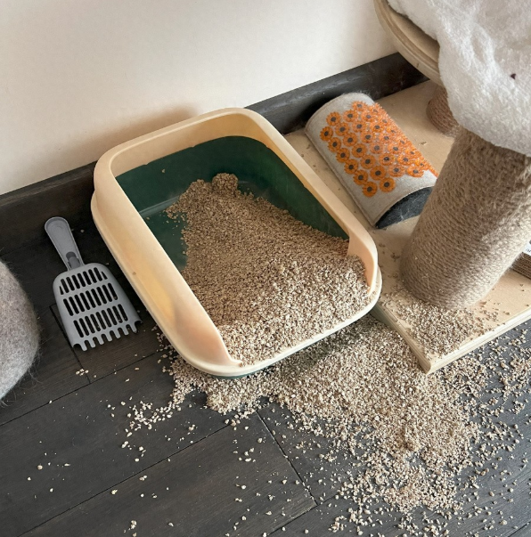 猫咪清洁一步到位：彻底告别脏乱臭的实用指南