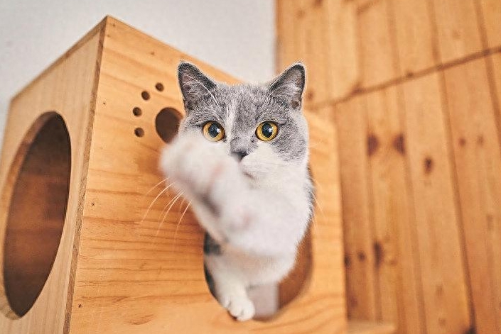 猫咪的小鸡鸡红肿是怎么回事？其常见原因和应对办法