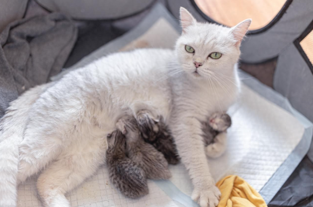母猫生产后怎么吃？带你了解母猫产后补身体全攻略！