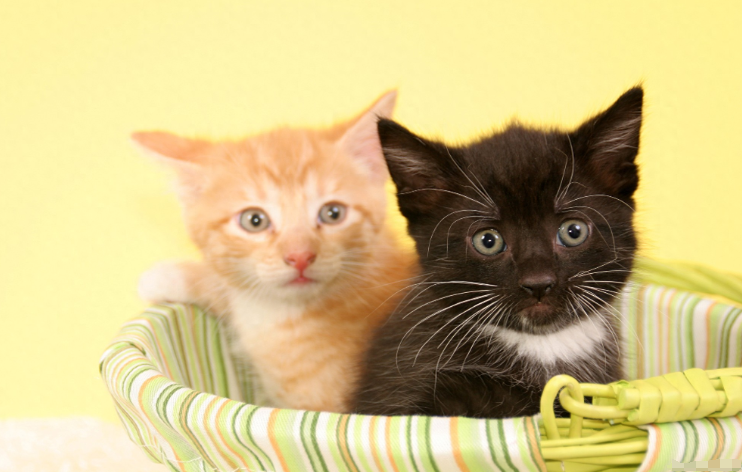 猫咪受伤别乱涂！红霉素软膏到底能不能给猫用？