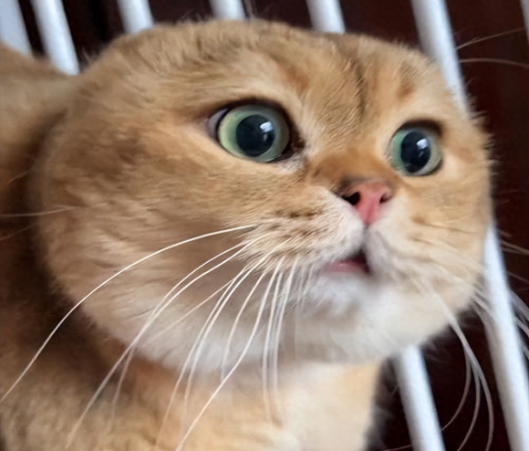 哪个牌子猫粮靠谱又实惠？2025年有哪些口碑好的猫粮推荐？