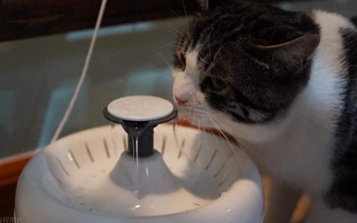 猫咪喝什么水最合适？90%的铲屎官都做错了！