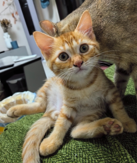 热浪来袭！夏季猫咪寄生虫危机与全方位防护指南