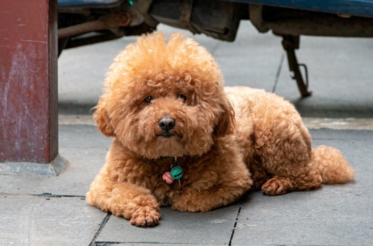 泰迪犬拉稀用什么药最快？如何更好地解决泰迪拉稀？