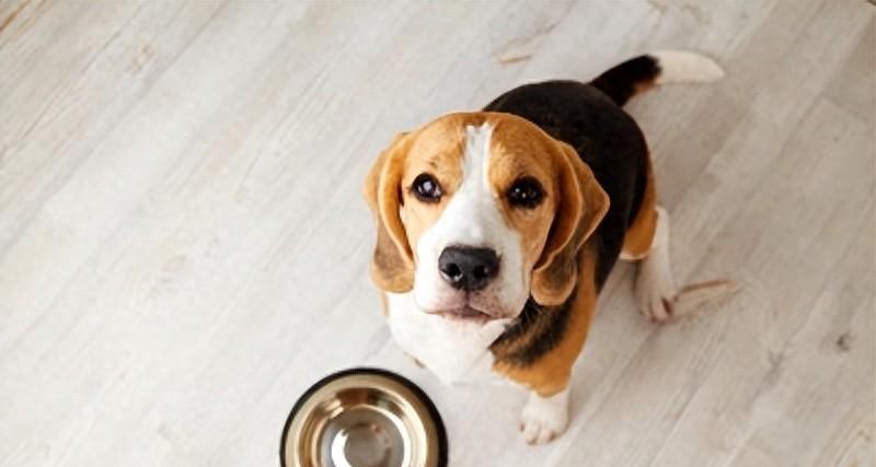 一天何时给狗狗喂食最好？狗狗吃饭时间大揭秘