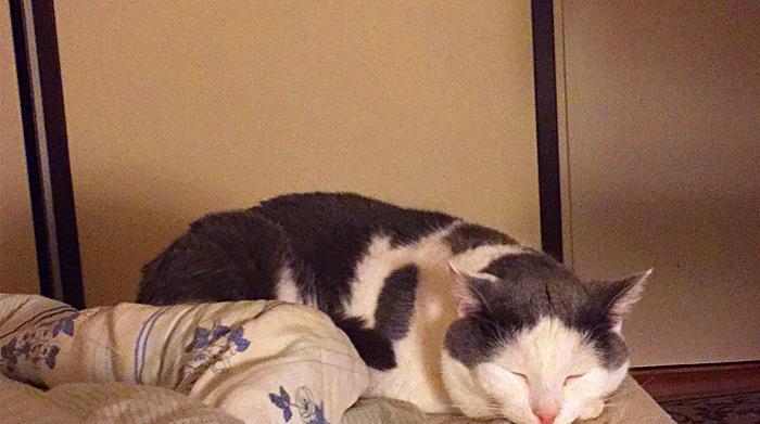 猫咪嗜睡正常吗？如何诊断猫咪患上了胰腺炎？