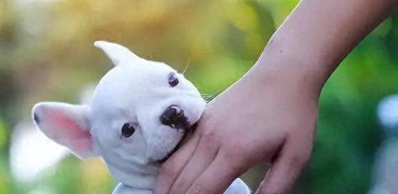 狗狗为啥总爱啃你的手和脚？一文帮你弄明白它的“小心思”