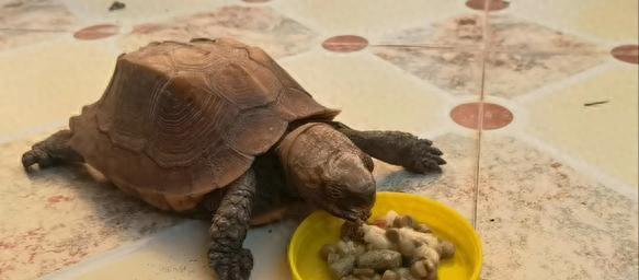 乌龟食物偏好差别大？该如何科学喂养？10年养龟人的建议