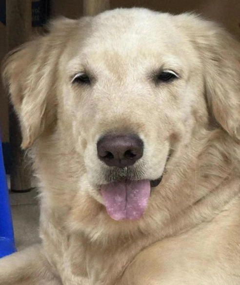 金毛犬曾经也是有黑白色的？金毛犬被淘汰的毛色秘史
