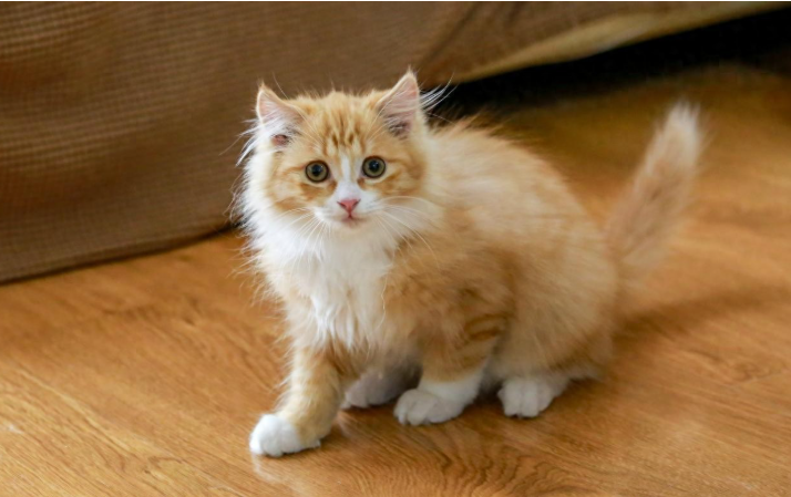 长毛猫更容易得猫癣？如果猫咪已经确诊猫癣了怎么办？