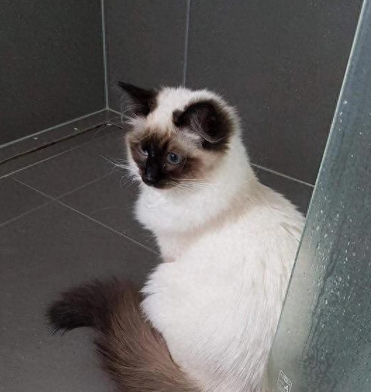 猫咪爱玩流动的水，却很怕洗澡？这是咋回事呢？