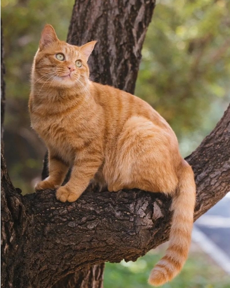 选择什么样的猫，潜意识里就藏着什么样的自己？