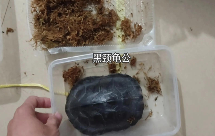草龟发生腐皮应该怎么治疗？草龟腐皮主要有五大原因