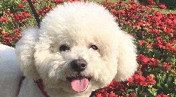 比熊犬聪明又不掉毛，你家适合养吗？