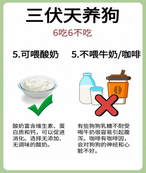 三伏天狗子吃啥好？6吃6不吃，让你家狗狗舒服点