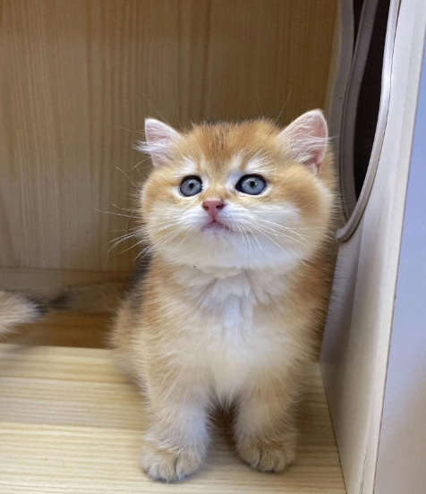猫咪把你当妈的7个表现！在猫眼里，你就是它亲妈！